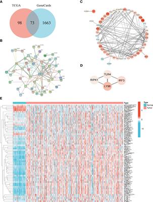Identification of immunogenic cell death-related signature on prognosis and immunotherapy in kidney renal clear cell carcinoma